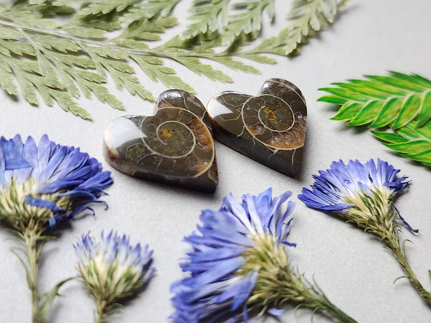 Ammonite Fossil heart pair