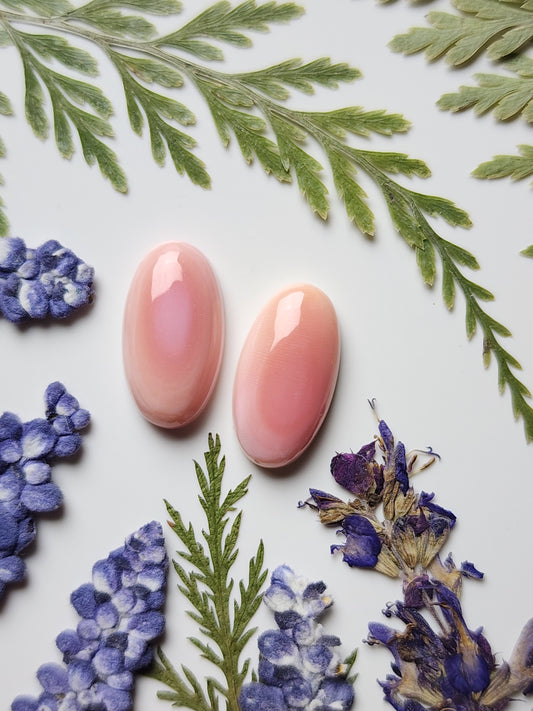 Pink Conch shell pair
