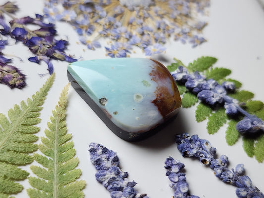 Petrified Blue opalized wood