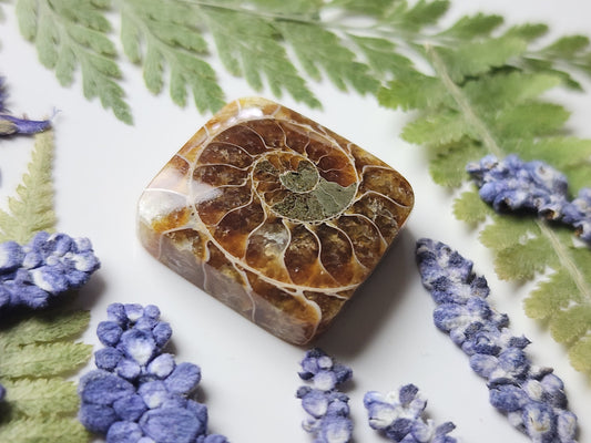Ammonite Fossil