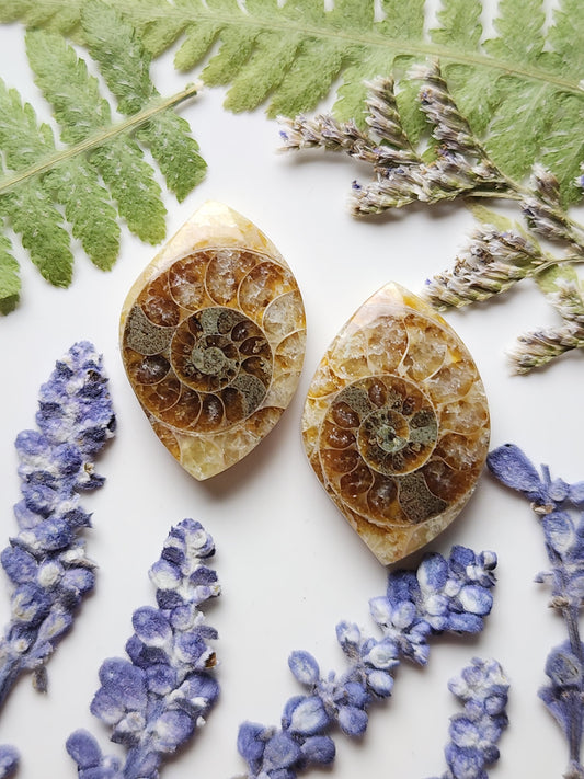 Ammonite Fossil pair