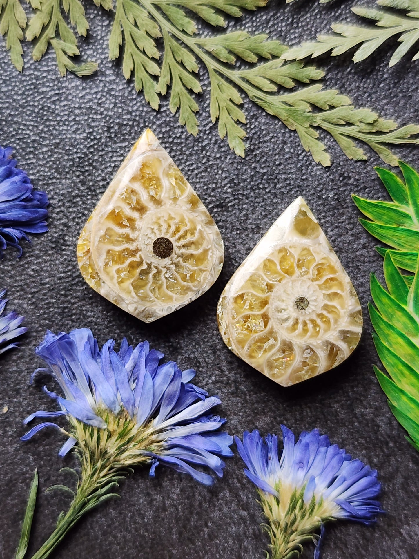 Ammonite Fossil pair