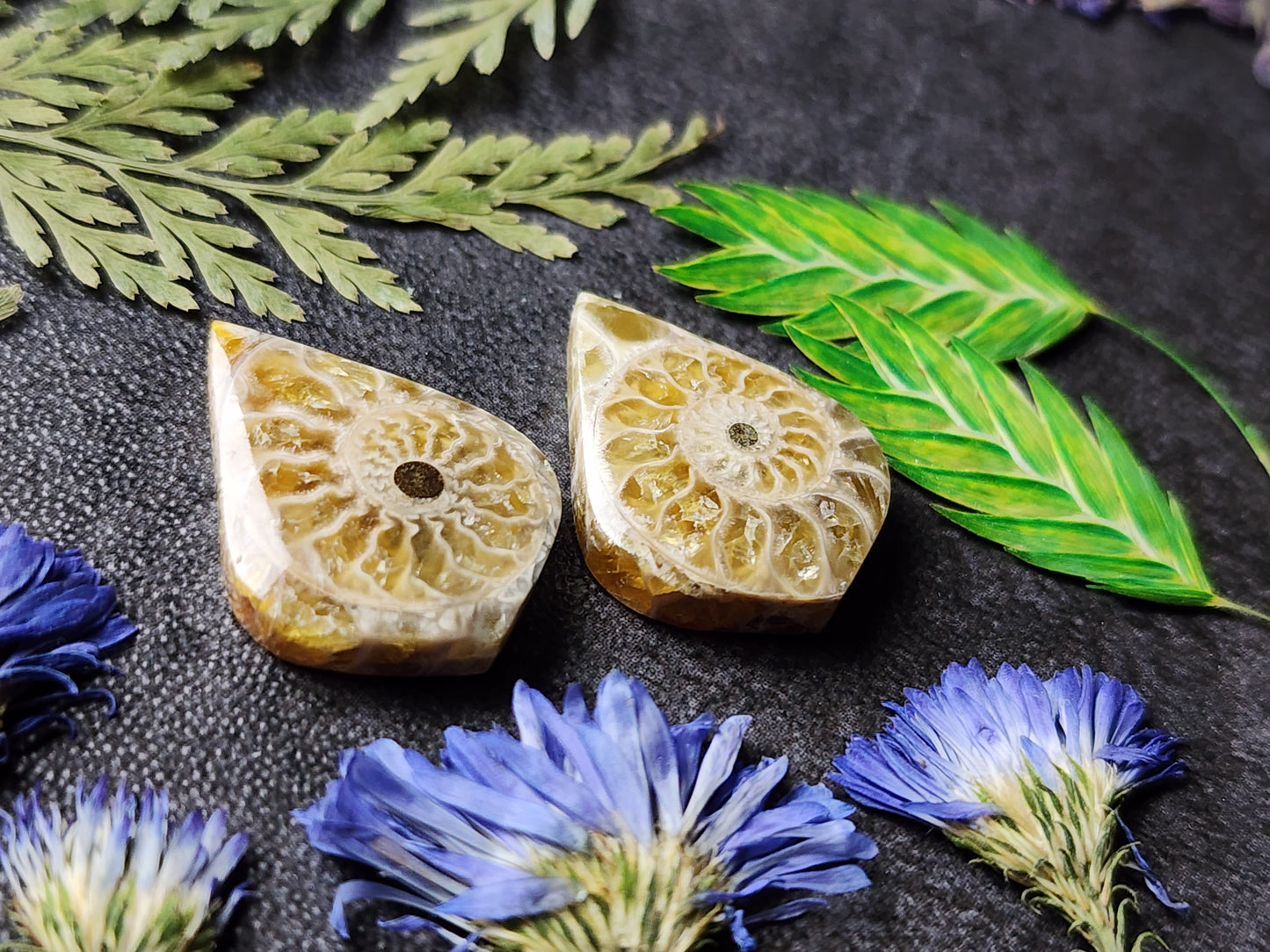 Ammonite Fossil pair