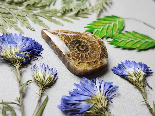 Ammonire Fossil