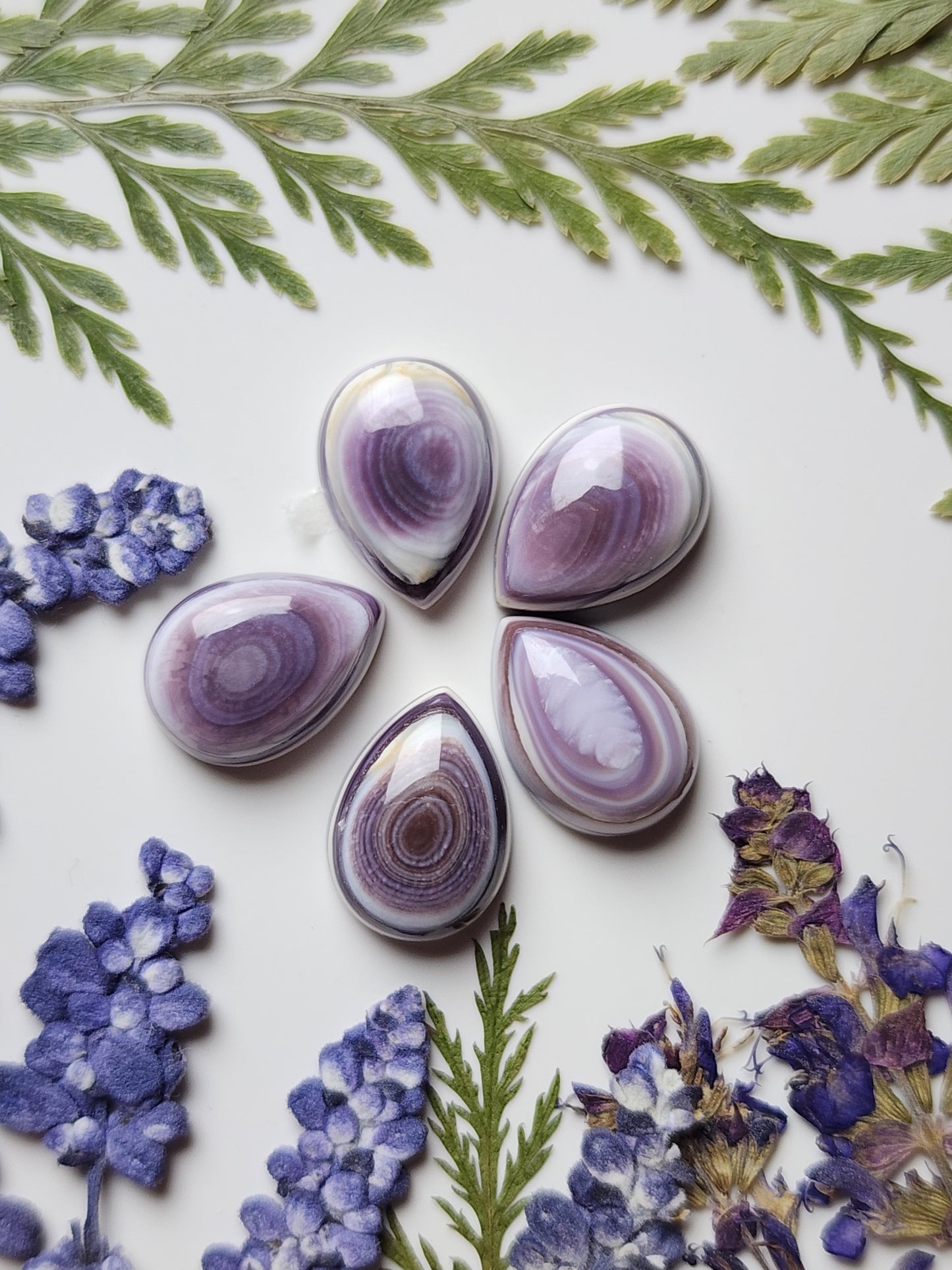 Wampum shell set