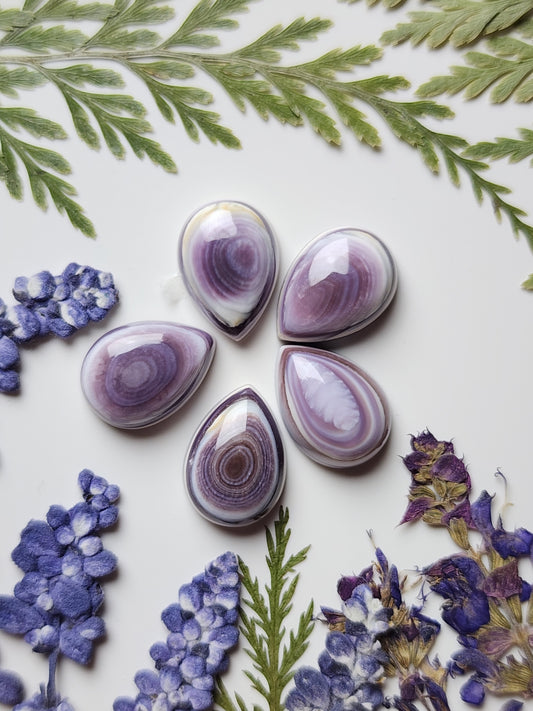 Wampum shell set