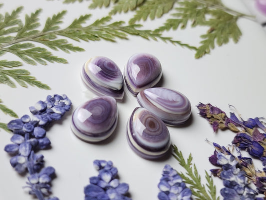 Wampum shell set
