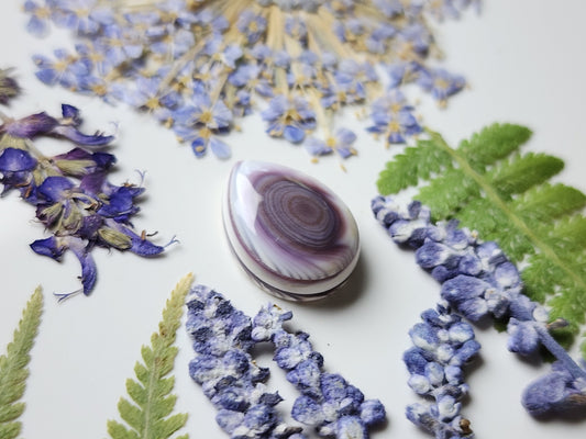 Wampum shell