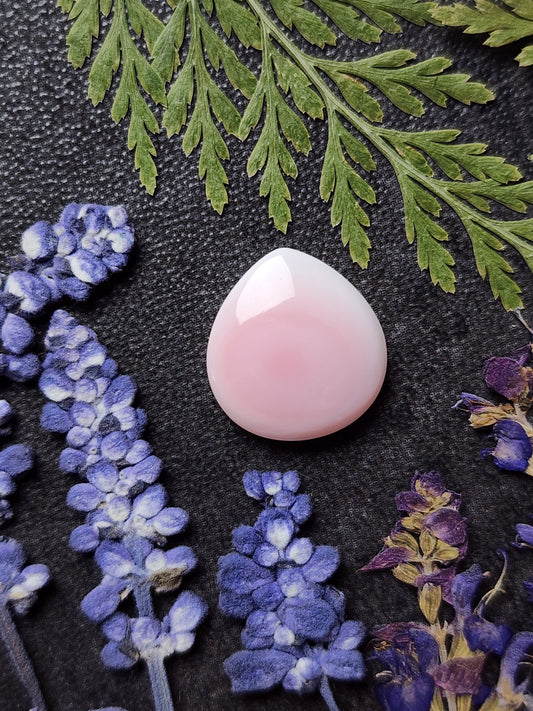 Pink Conch shell