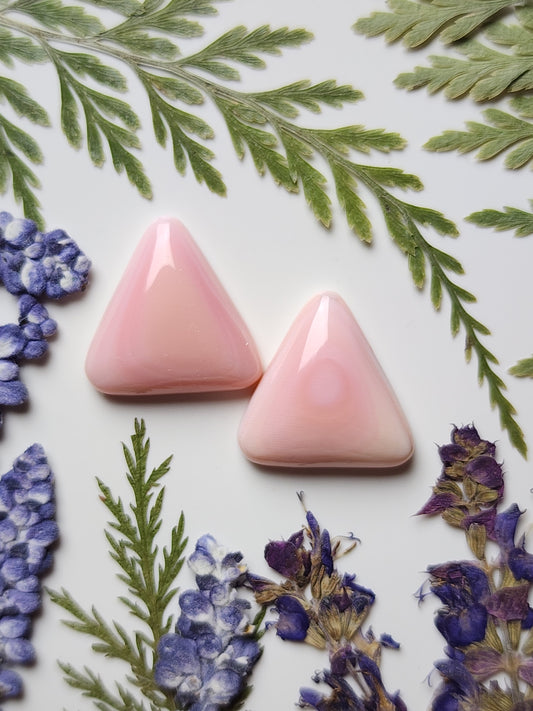 Pink Conch shell pair