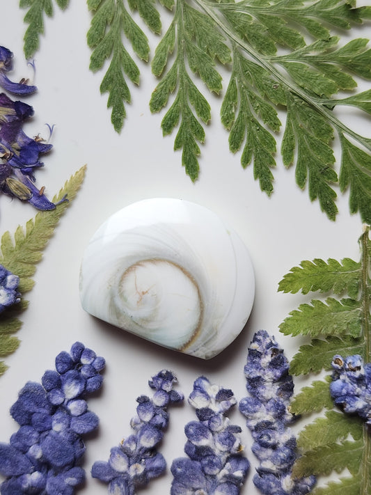Spiral shell