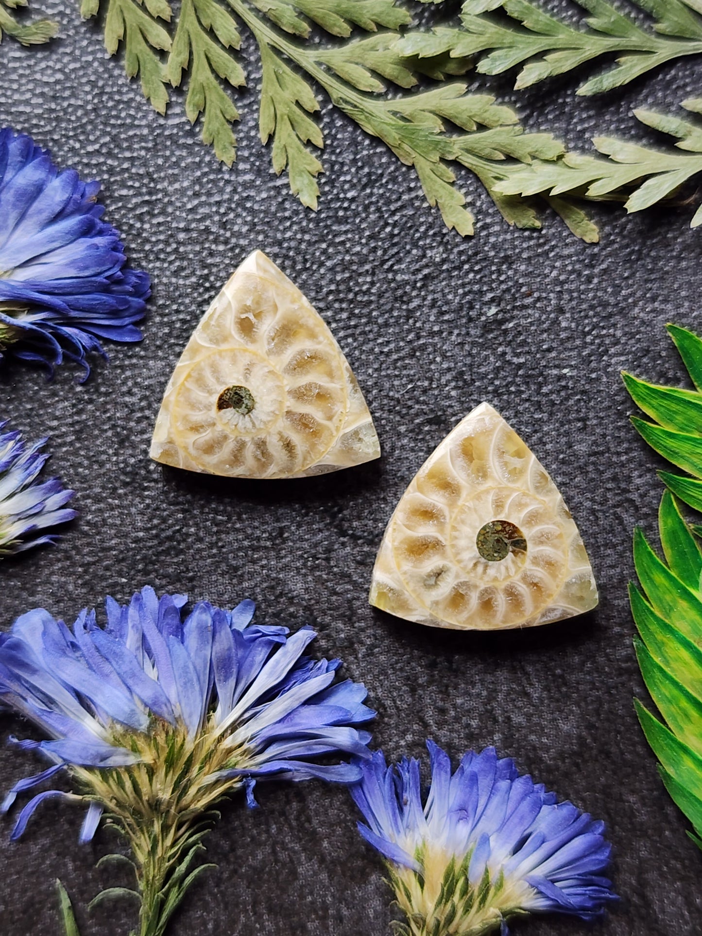 Ammonite Fossil pair