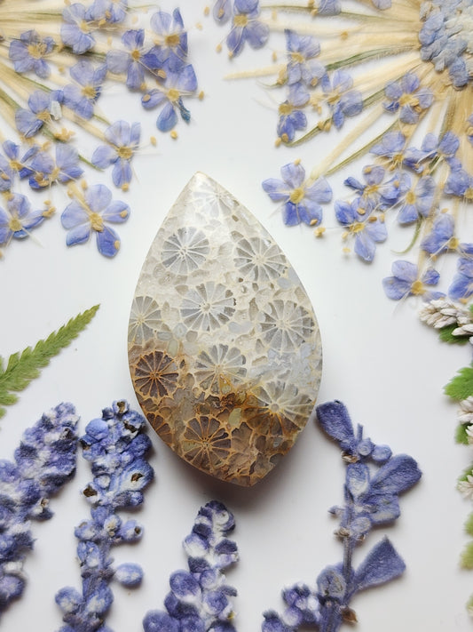 Fossilized Coral