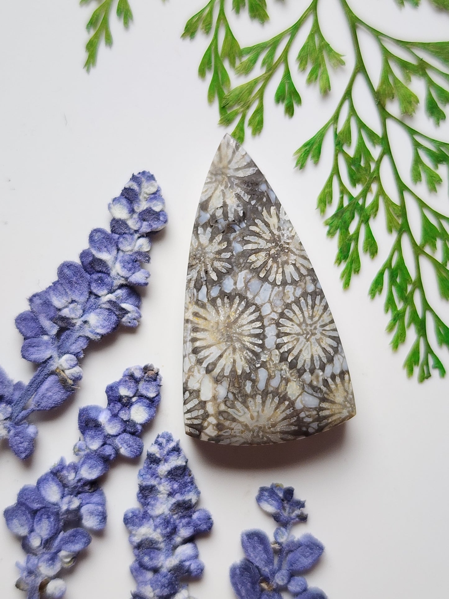 Fossilized Coral