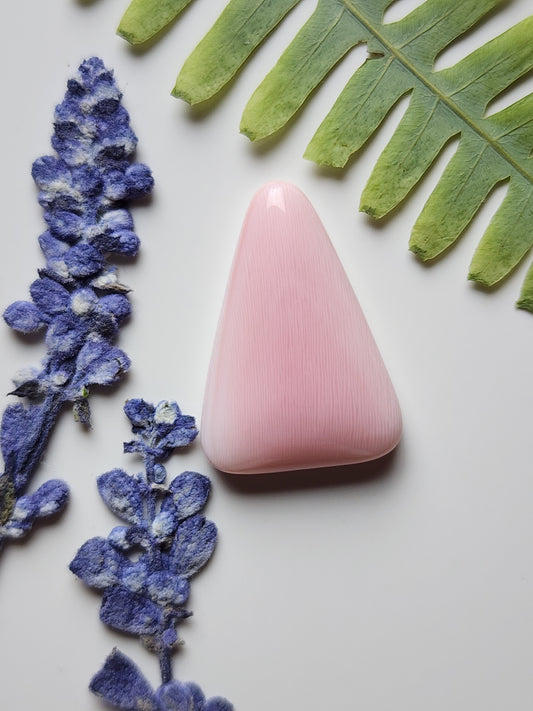 Pink conch shell