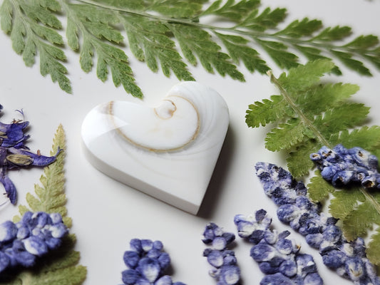 Spiral shell heart