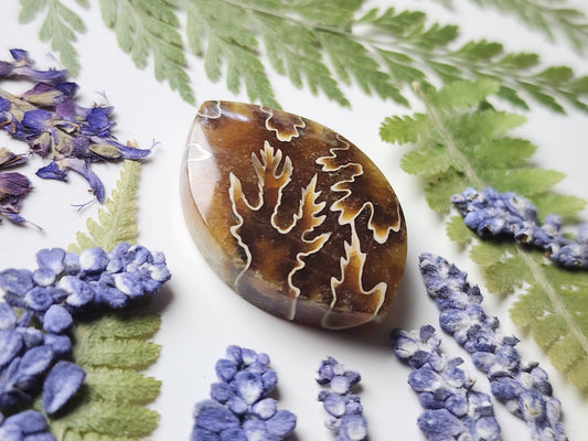 Suture Ammonite