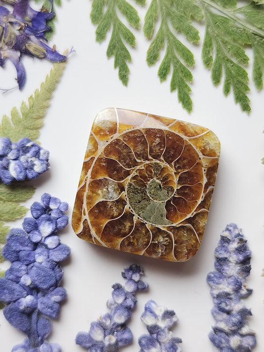 Ammonite Fossil