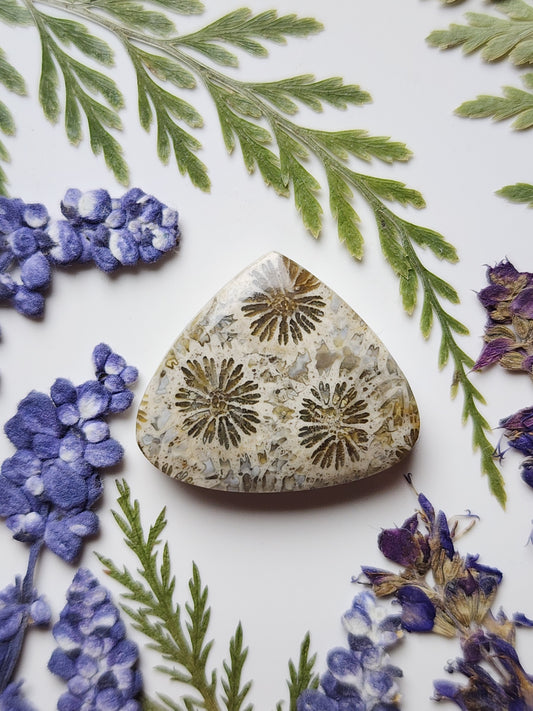 Fossilized coral