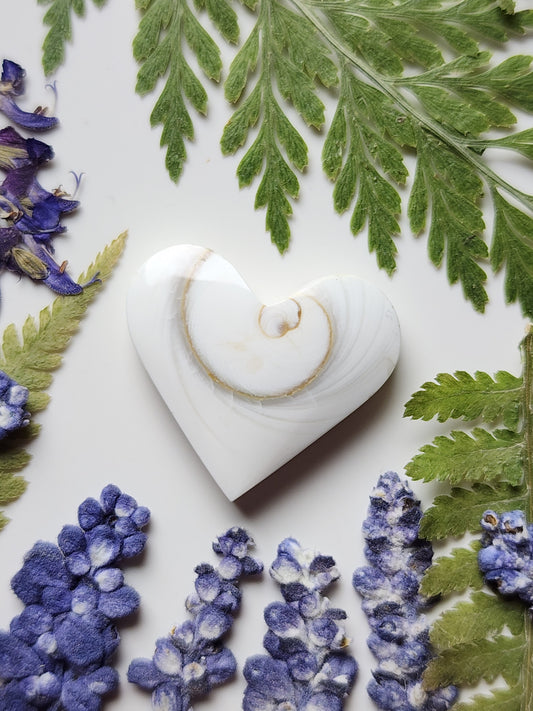 Spiral shell heart