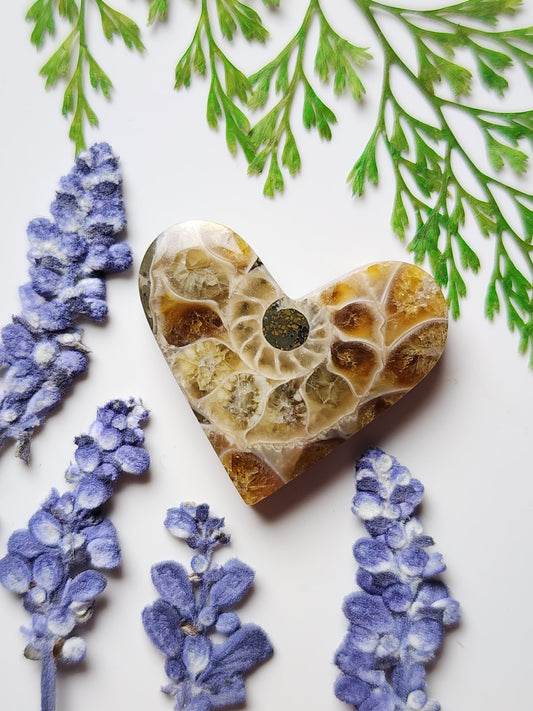 Ammonite Fossil heart