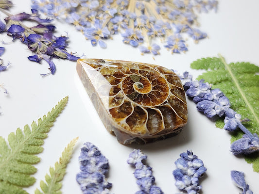 Ammonite Fossil