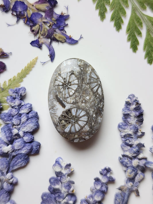 Fossilized coral