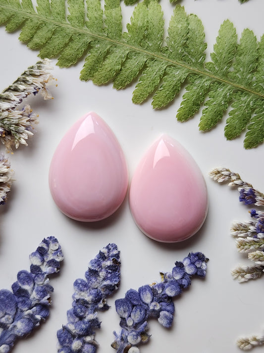 Pink Conch shell pair