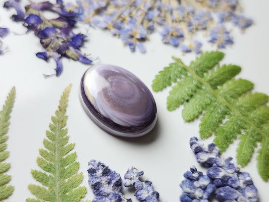 Wampum shell