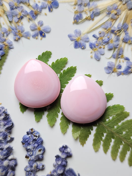 Pink Conch shell pair