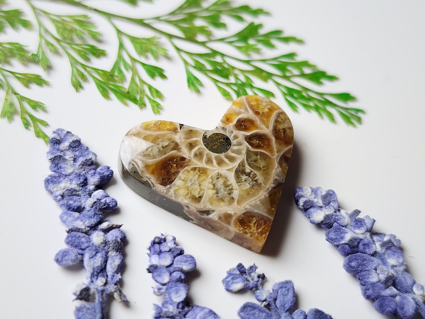 Ammonite Fossil heart