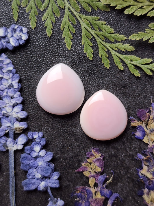 Pink Conch shell pair