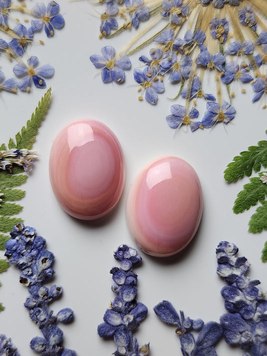 Pink Conch shell pair