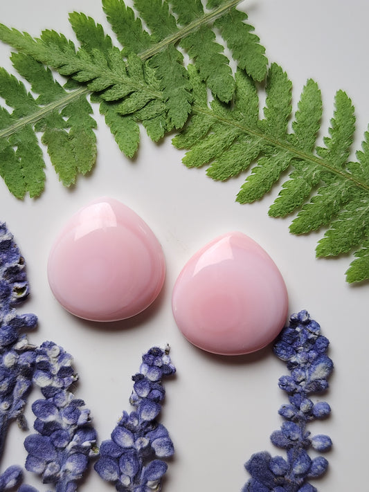 Pink Conch shell pair