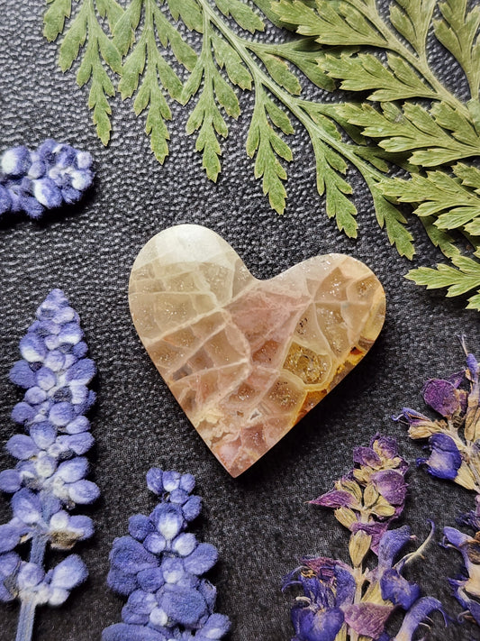Fossilized Coral heart
