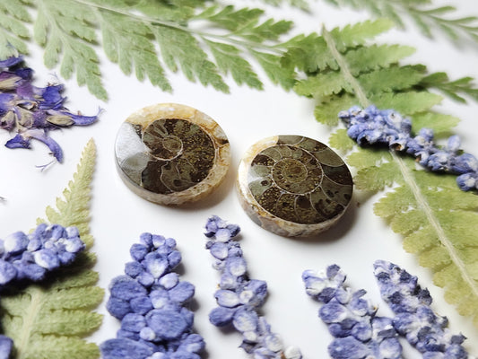 Ammonite Fossil pair