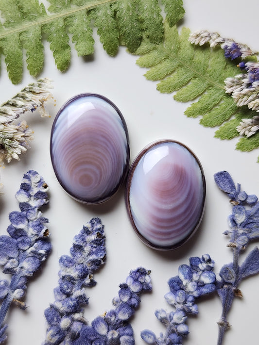 Wampum shell pair