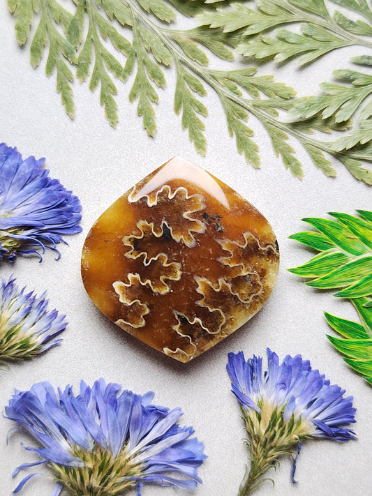 Suture Ammonite