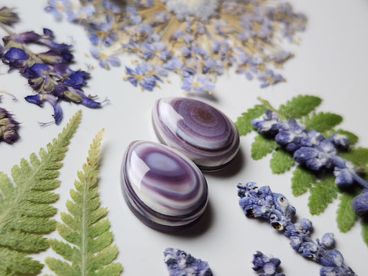 Wampum shell pair