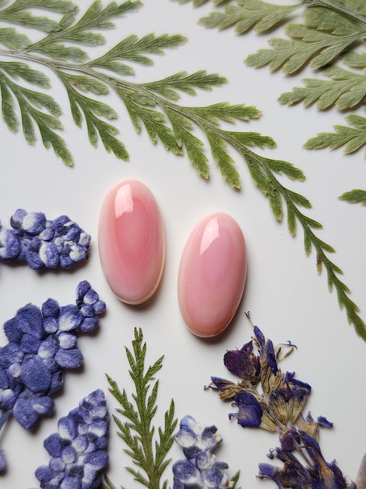 Pink Conch shell pair
