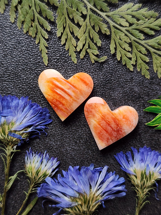 Spiny shell oyster heart pair